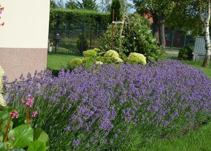 Asterix,obelix I Goscinne Wicie (West Pomeranian)